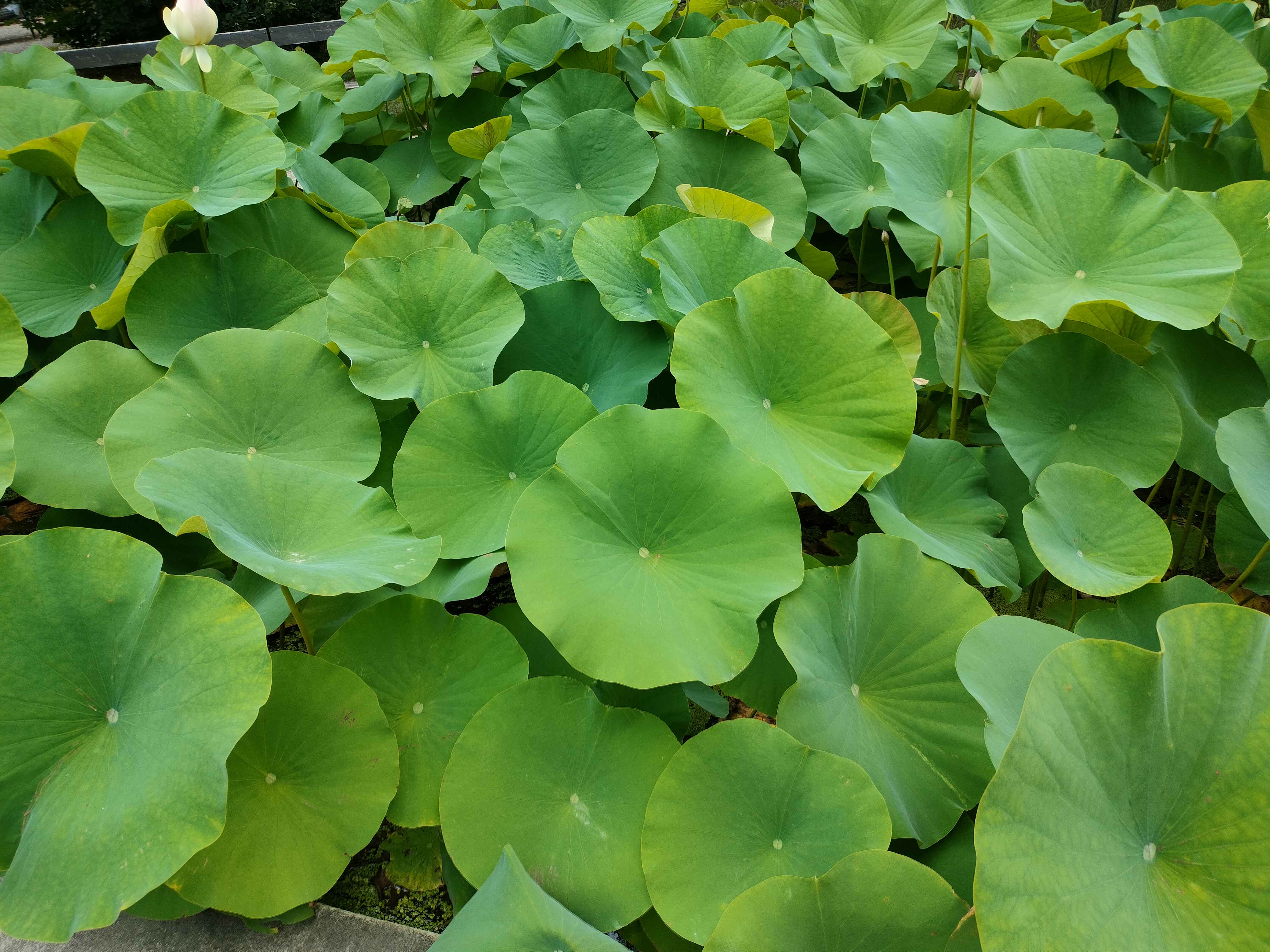 Swamp Shrubbery